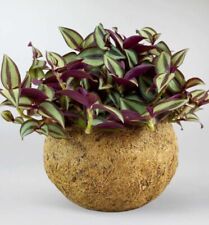 Tradescantia zebrina dreimaste gebraucht kaufen  Seesbach