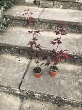 Japanese maple for sale  NEWRY