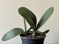 Haemanthus albiflos latafolia gebraucht kaufen  Leipzig