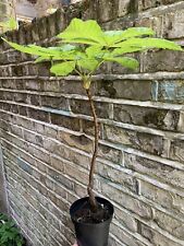 walnut tree for sale  LONDON