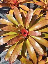 Used, Bromeliad Neoregelia Jill for sale  Shipping to South Africa