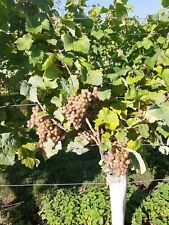 Grape vines. disease for sale  YORK