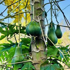 Hanging papaya tropical for sale  USA