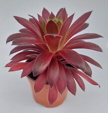 Aeonium firecracker variegata for sale  UK