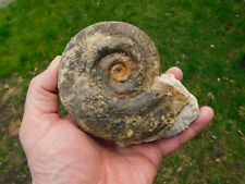 Alte sammlung ammonit gebraucht kaufen  Limbach-Oberfrohna