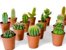 Mixed cactus plants for sale  LONDON