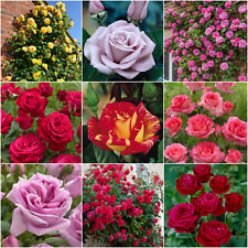 climbing roses for sale  MELTON MOWBRAY