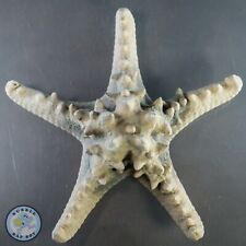 Knobbly rhino starfish for sale  WARE