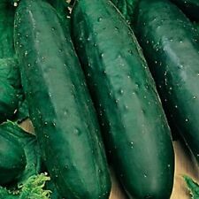 Marketmore cucumber seeds for sale  Minneapolis