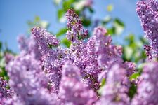 Purple lilac shrub for sale  Saint Augustine