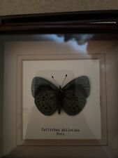 Butterfly taxidermy used for sale  WHITSTABLE