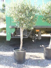 Drzewo oliwne, łodyga rustykalna, Olea europaea ok. 130-150 cm wys., obwód pnia 10/14 cm na sprzedaż  Wysyłka do Poland