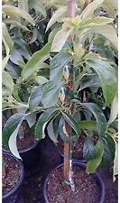 green hass avocado tree plant for sale  Oviedo