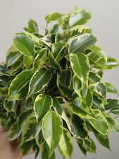 ficus benjamina segunda mano ficus benjamina segunda mano Alfafar