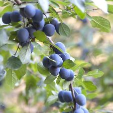 Sloe blackthorn prunus for sale  Shipping to Ireland
