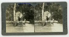 Ceylon elephant carrying for sale  Cincinnati