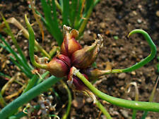 Egyptian onion allium for sale  Shipping to Ireland