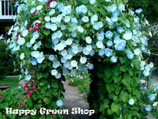 Morning glory flying for sale  Shipping to Ireland