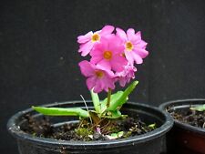 Primula rosea rosenprimel gebraucht kaufen  Versmold