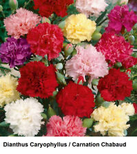 Semilla Clavel Dianthus Caryophyllus Chabaud De Colección Florista Mezcla DOBLE AROMA Vistoso, usado segunda mano  Embacar hacia Mexico