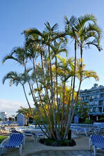 Areca palm dypsis for sale  Miami