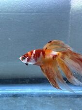 Halfmoon betta koi for sale  Hot Springs National Park