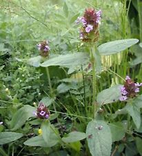 Self heal herb for sale  DERBY