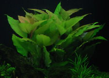 Hygrophila corymbosa plante d'occasion  Krautergersheim