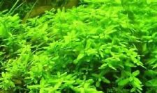 Schnellwachsende grüne aquari gebraucht kaufen  Kaiserslautern