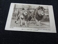 Lion lioness london for sale  ANSTRUTHER