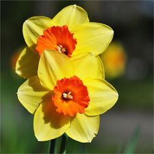 Daffodil hoopoe sweetness for sale  BIRMINGHAM