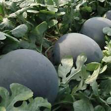 Melancia Diamante Negro - Sementes - Não OGM - Sementes de Herança - Sementes de Frutas comprar usado  Enviando para Brazil