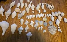 Florida fossil shell for sale  Lehigh Acres