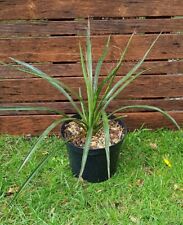 Yucca filifera plant d'occasion  Perpignan-