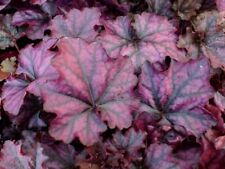 Heuchera mulberry hardy for sale  STOCKPORT