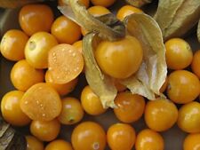 Casca de tomate-cereja moída, casca amarela tomatillo/sementes de tomate roxo/orgânico. comprar usado  Enviando para Brazil