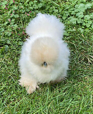 Silkie fertile hatching for sale  Collegeville