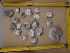 Fossilien ammonit jura gebraucht kaufen  Hedelfgn.,-Obertürkh.