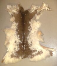 Rare piebald whitetail for sale  Bridgewater