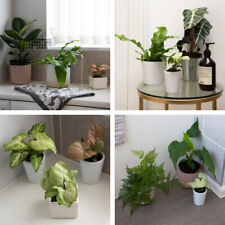 house plant for sale  IPSWICH