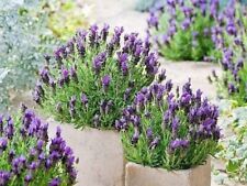 French lavender bandera for sale  NELSON