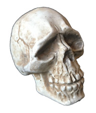 Skull rear view for sale  Phoenix
