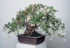 Begonia richardsiana rare for sale  Danielson