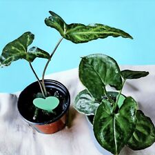 Syngonium plant bundle for sale  Marietta
