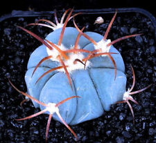 Echinocactus horizonthalonius usato  Napoli