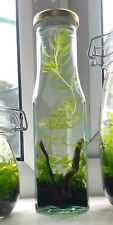 Self sustaining ecosphere for sale  STOKE-ON-TRENT
