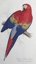Red yellow macaw for sale  OSWESTRY