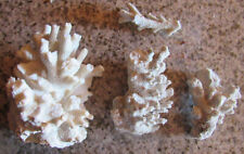 Natural white coral for sale  La Mesa