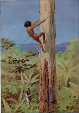 Australian native climbing d'occasion  Saint-Cyprien