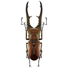 stag beetle for sale  Sahuarita